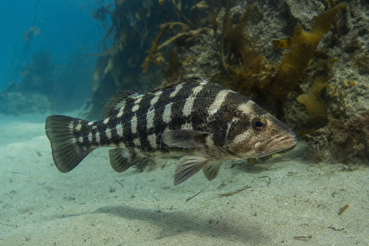 Barred Sand Bass in its habitat
