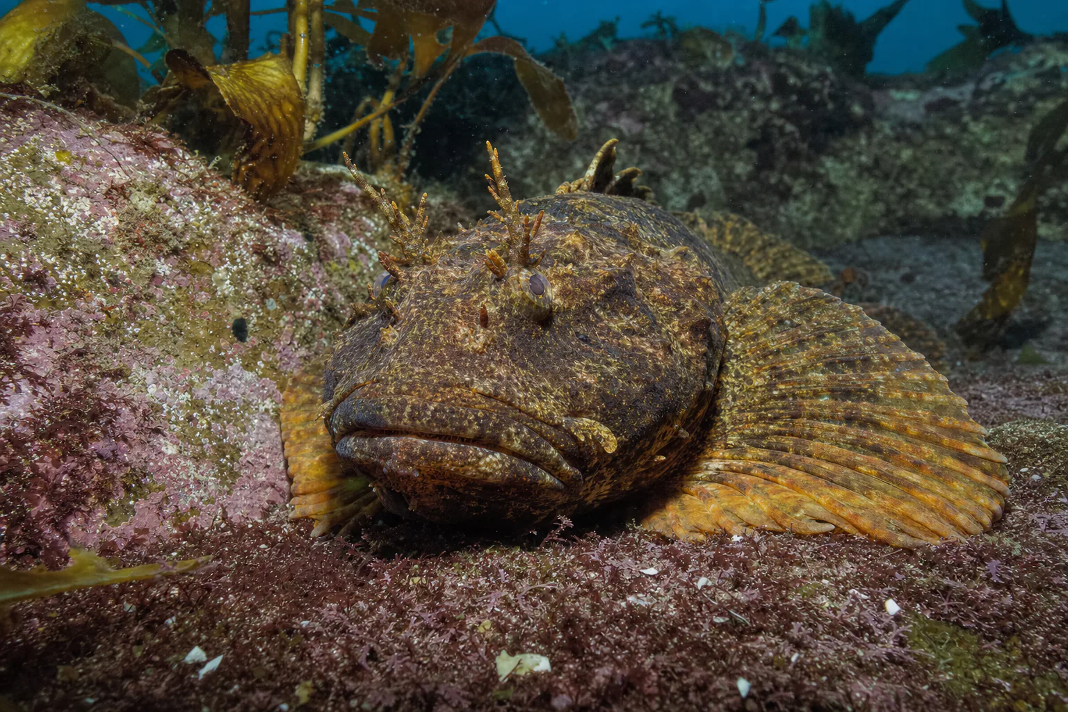 Cabezon in its habitat
