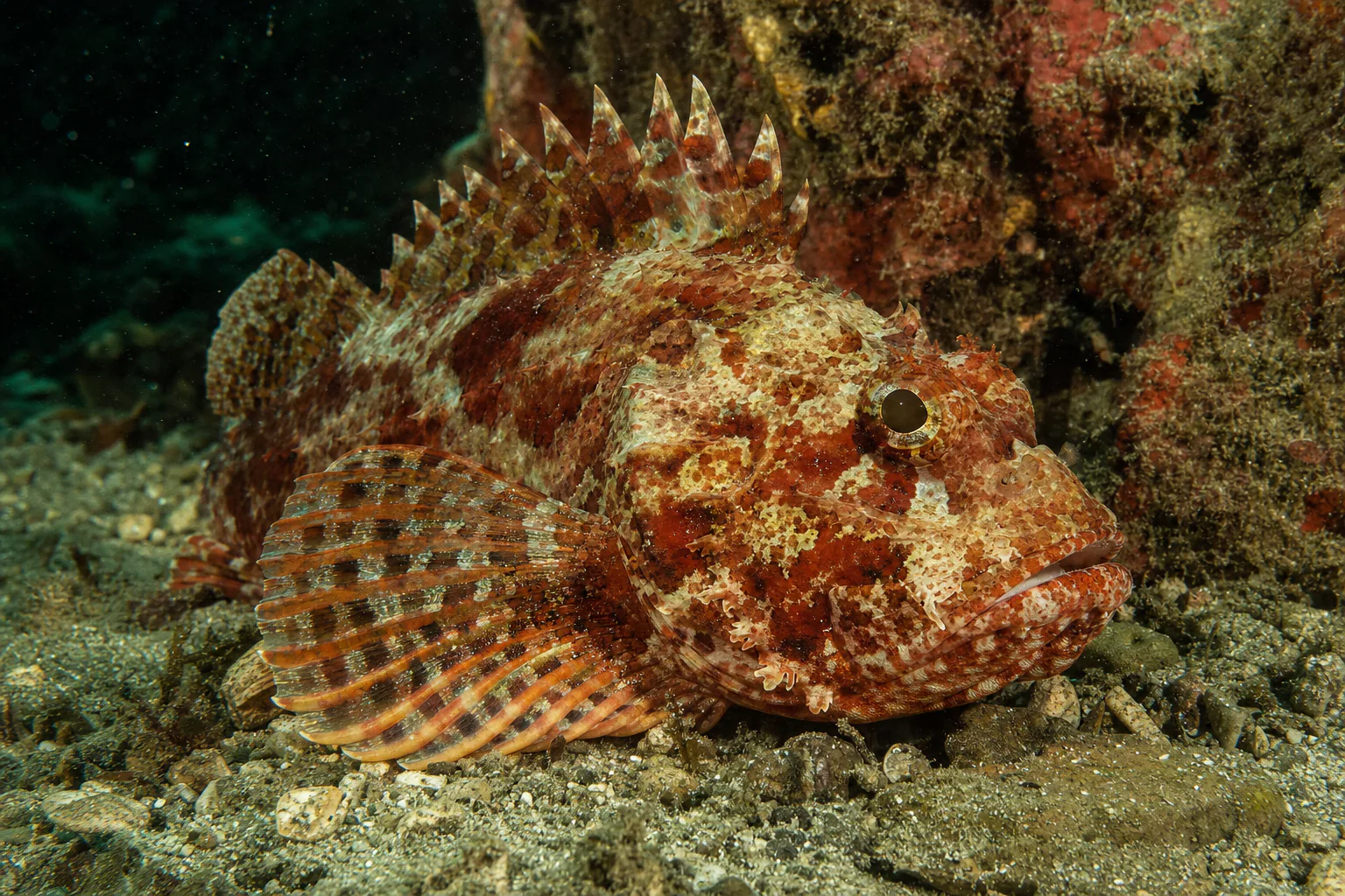 California Scorpionfish in its habitat