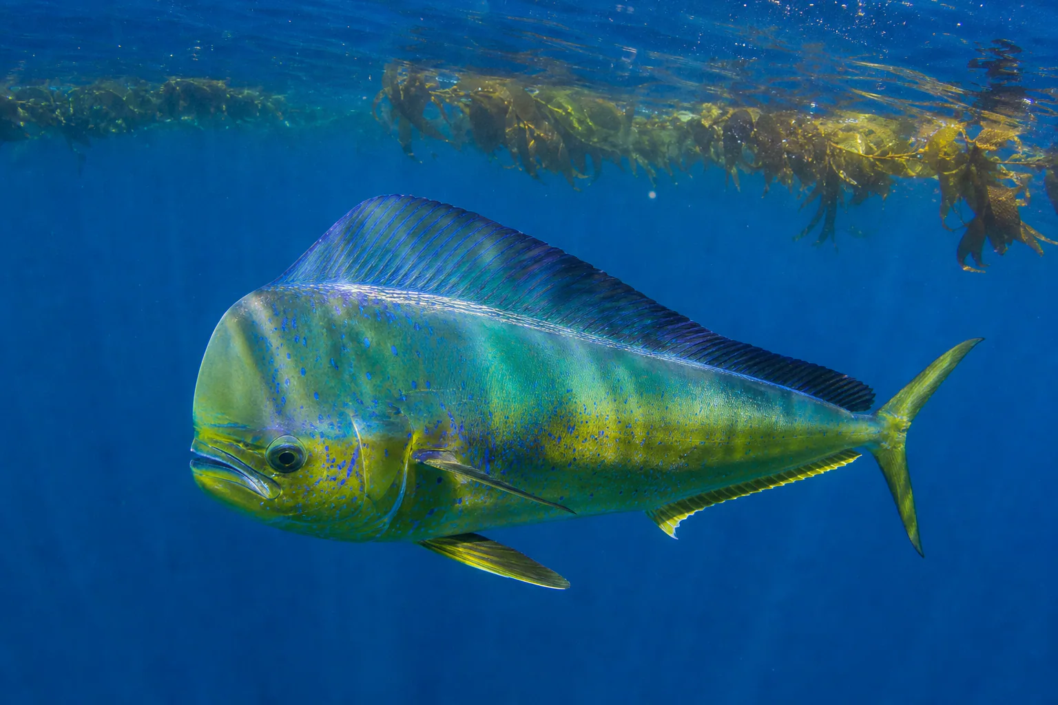Pacific Mahimahi in its habitat