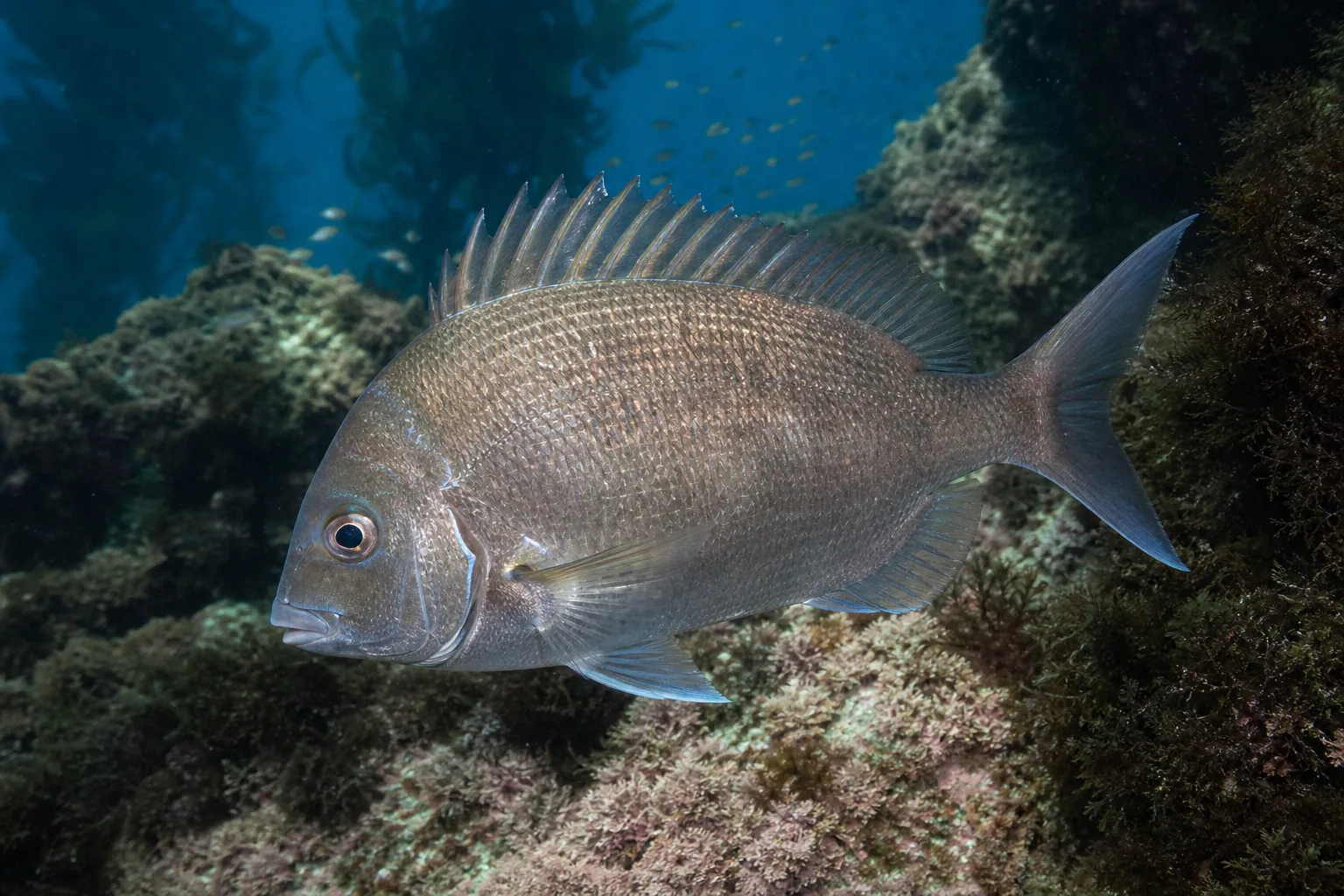 Pacific Porgy in its habitat