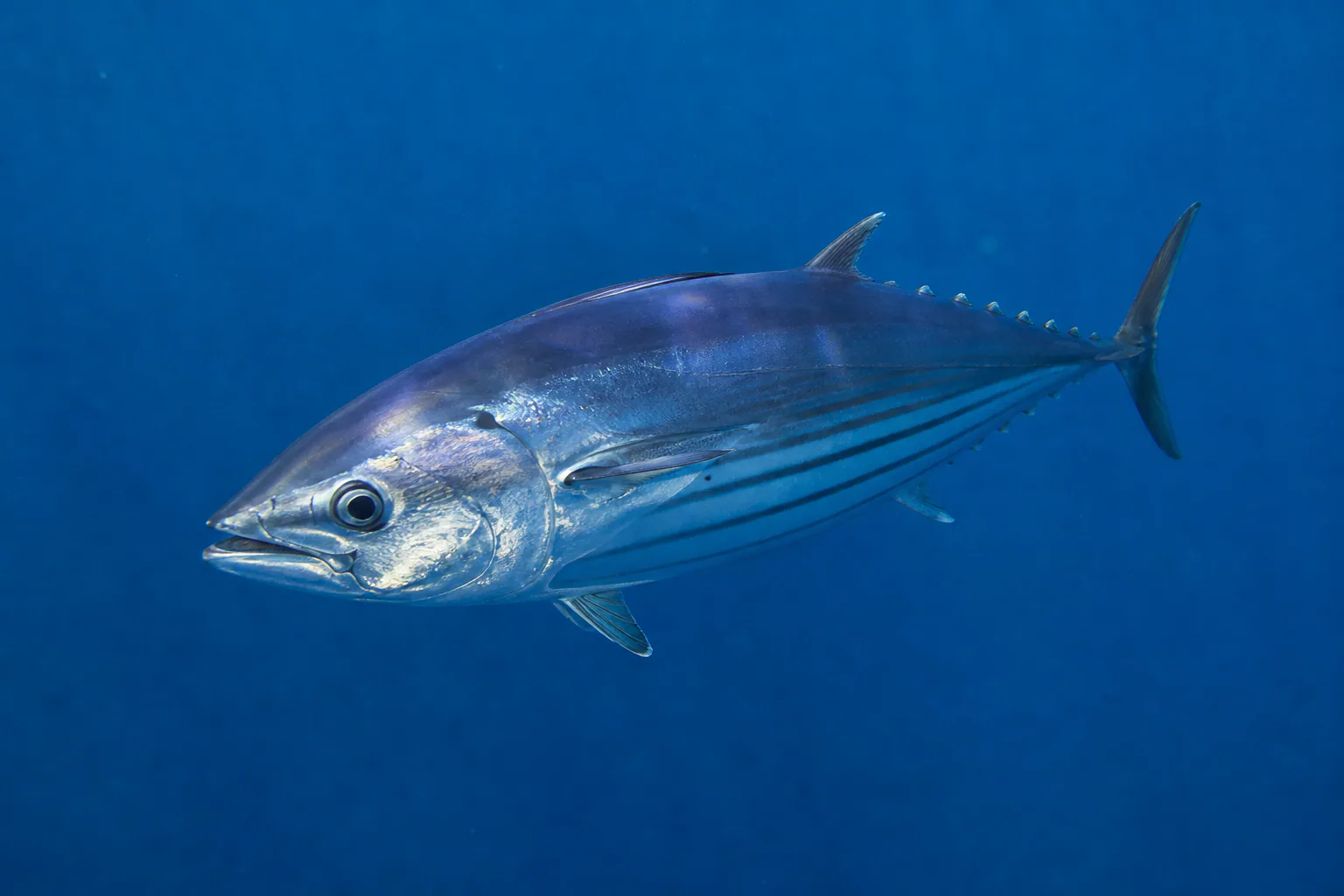 Pacific Skipjack Tuna in its habitat