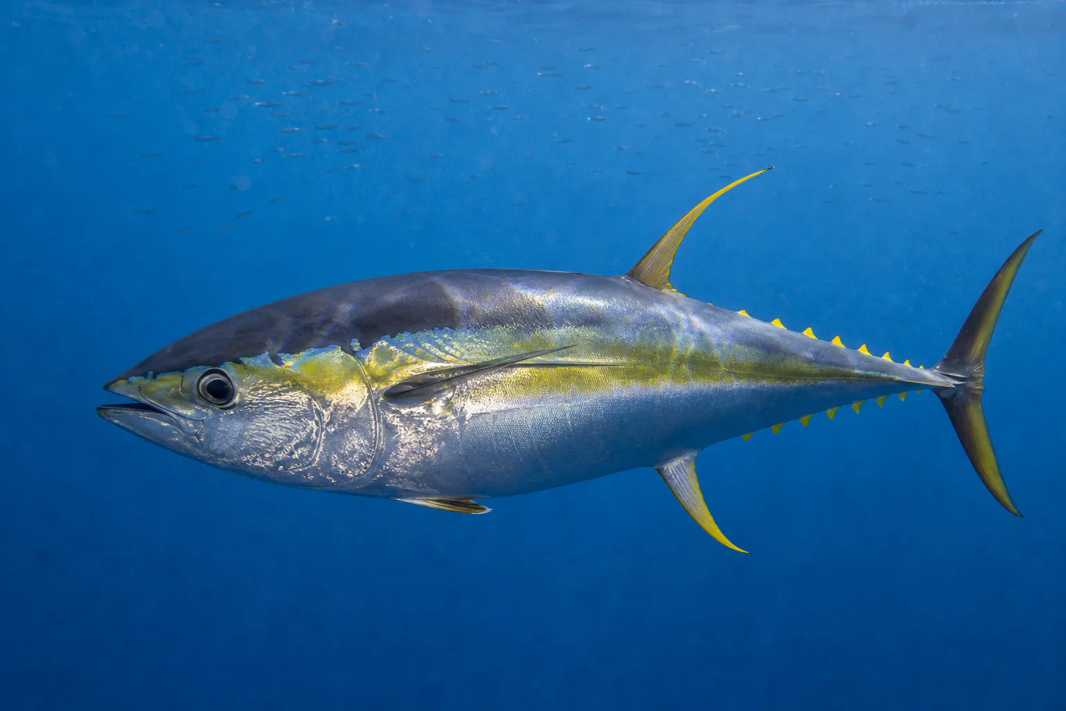 Pacific Yellowfin Tuna in its habitat